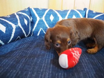 ミニチュアダックスフンド(ロング)【愛知県・女の子・2022年3月6日・チョコレートタン】の写真「チャーミングな女の仔です。」