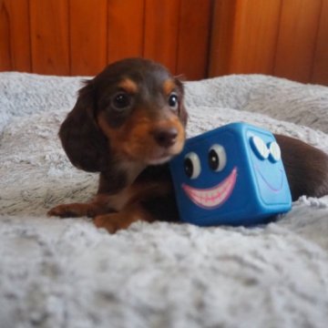 ミニチュアダックスフンド(ロング)【愛知県・男の子・2023年5月14日・チョコレートタン】の写真「お首にワンポイントカラー‼」