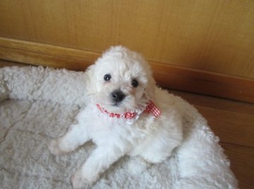 トイプードル(トイ)【愛知県・女の子・2012年6月30日・ホワイト】の写真「」