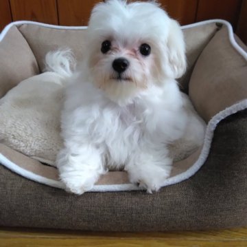 マルチーズ【愛知県・男の子・2024年4月28日・ホワイト】の写真「優しい女の仔です。」