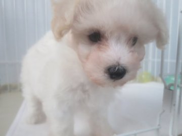 ビションフリーゼ【愛知県・女の子・2020年8月30日・ホワイト】の写真「お転婆さんです❣」