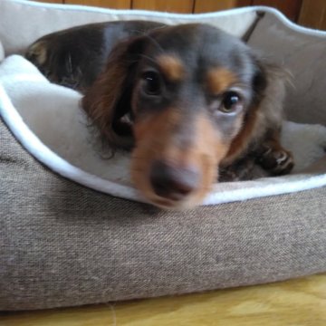 ミニチュアダックスフンド(ロング)【愛知県・女の子・2024年6月30日・チョコレートタン】の写真「好奇心旺盛な女の仔です。」