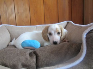 ミニチュアダックスフンド(ロング)【愛知県・男の子・2021年4月18日・レッドパイボールド】の写真「ＰＲＡ安心です。」