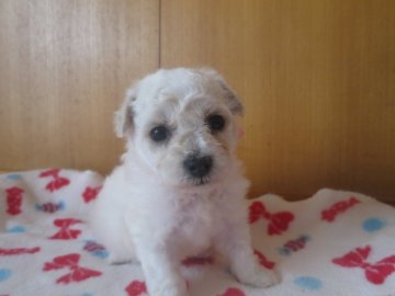 ビションフリーゼ【愛知県・女の子・2017年12月12日・ホワイト】の写真「大きなお目目」