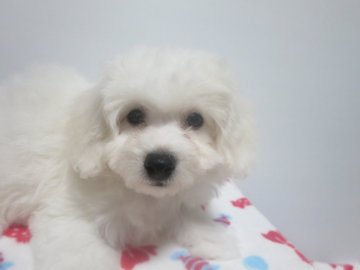 ビションフリーゼ【愛知県・女の子・2019年9月4日・ホワイト】の写真「キュートな女の子です。」