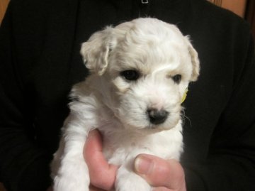 ビションフリーゼ【愛知県・男の子・2013年12月6日・ホワイト】の写真「フレンドリーな犬種です」