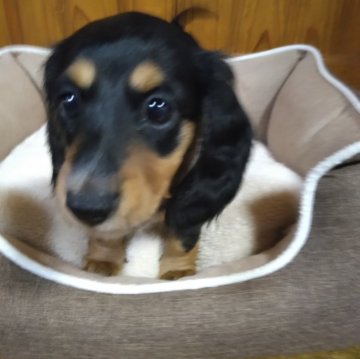 ミニチュアダックスフンド(ロング)【愛知県・女の子・2024年7月15日・ブラックタン】の写真「好奇心旺盛な女の仔です。」