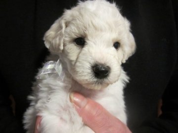 ビションフリーゼ【愛知県・女の子・2013年12月6日・ホワイト】の写真「フレンドリーな犬種です」