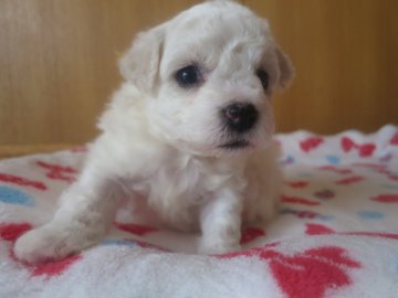 ビションフリーゼ【愛知県・男の子・2017年12月12日・ホワイト】の写真「大きなお目目」