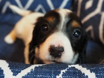 ミニチュアダックスフンド(ロング)【愛知県・男の子・2021年12月12日・ブラックタンパイボールド】の写真「希少カラーのダックスフンドの男の仔です。」