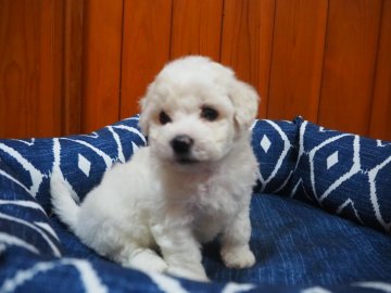 ビションフリーゼ【愛知県・男の子・2022年3月31日・ホワイト】の写真「おっとり系の男の仔です。」