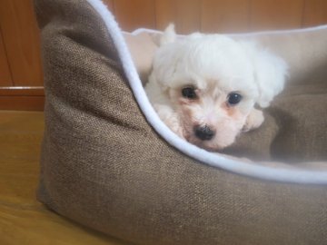 ビションフリーゼ【愛知県・女の子・2021年6月17日・ホワイト】の写真「チャーミングな女の仔です。」