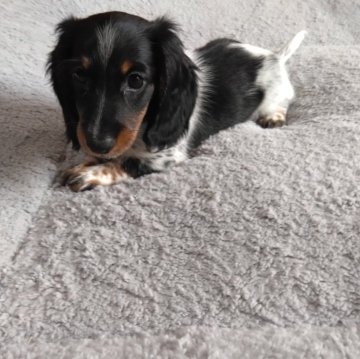 ミニチュアダックスフンド(ロング)【愛知県・男の子・2024年7月15日・ブラックタンパイボールド】の写真「好奇心旺盛な男の仔です。」