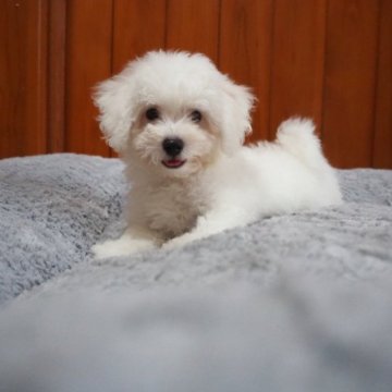 ビションフリーゼ【愛知県・女の子・2023年5月21日・ホワイト】の写真「チャーミングな女の仔です。」