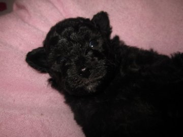 トイプードル(タイニー)【愛知県・男の子・2014年4月3日・シルバー】の写真「お父さん世界七カ国チャンピオン直子」