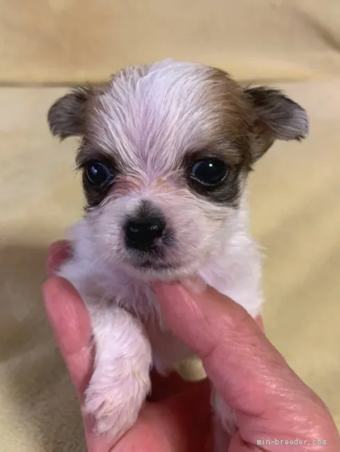 ID：2010-01473の子犬