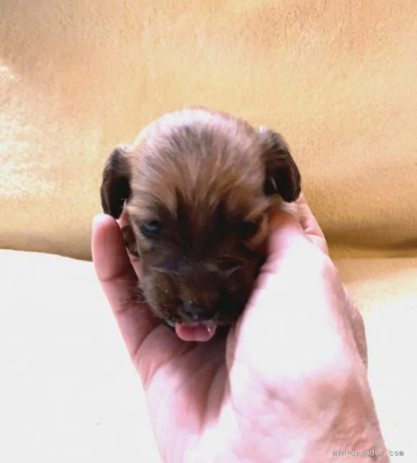 M.I 様のお迎えした子犬