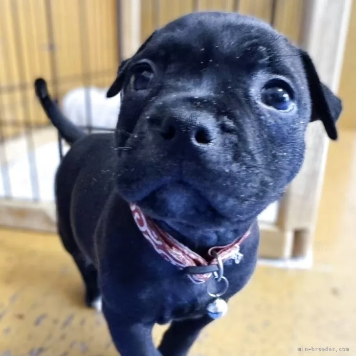 ID：2509-06770の子犬