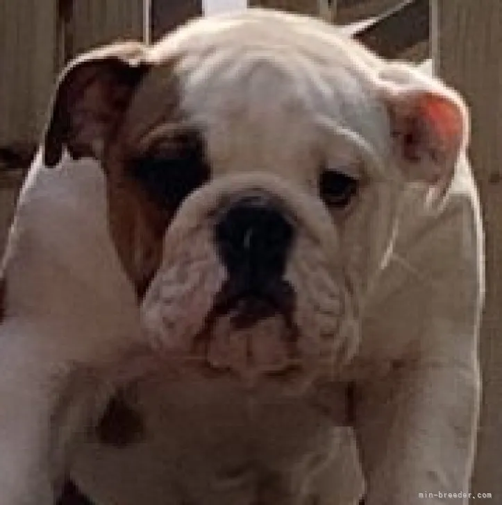 ID：2305-04422の子犬