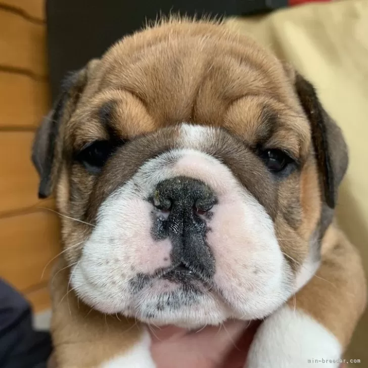 ID:2405-00450の子犬