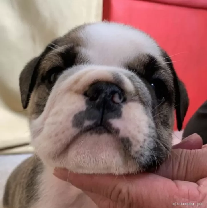 ID:2403-06149の子犬