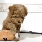 タイニープードル【山口県・女の子・2025年11月1日・アプリコット】の写真3