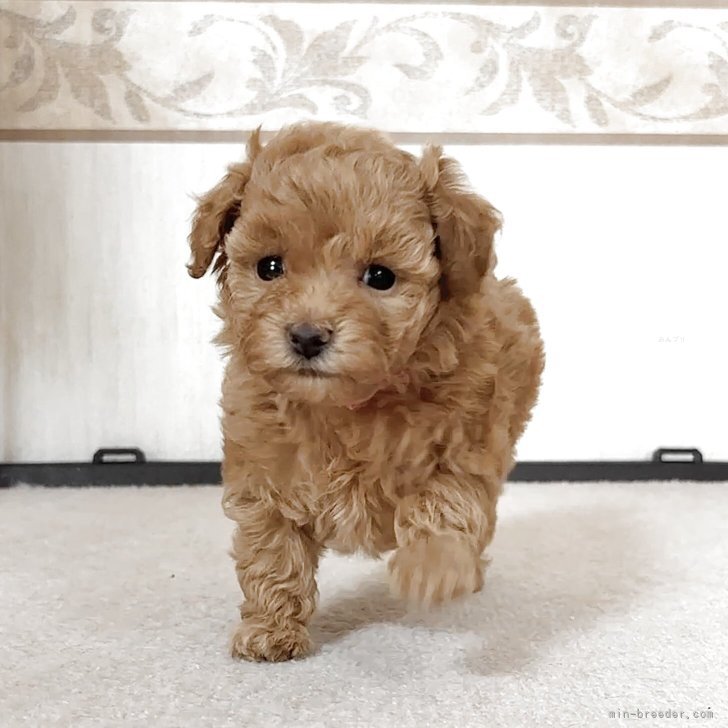 ブリーダー画像