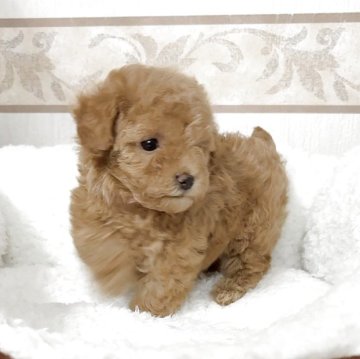 トイプードル(タイニー)【山口県・女の子・2025年11月1日・アプリコット】の写真「兄妹の中で一番ちっちゃなアプリコットの女の子🩷」