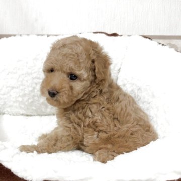 トイプードル(トイ)【山口県・女の子・2025年11月1日・アプリコット】の写真「アプリコット色の可愛い女の子🩷」