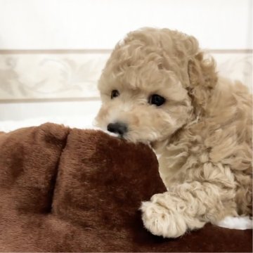 トイプードル(トイ)【山口県・男の子・2025年10月28日・クリーム】の写真「ママの母乳をたっぷり飲んだ一人っ子モフモフ王子💙」