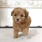 タイニープードル【山口県・女の子・2025年11月1日・アプリコット】の写真1