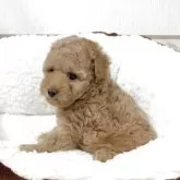 トイプードル(トイ)