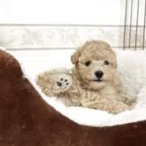 トイプードル(トイ)【山口県・男の子・2025年10月28日・クリーム】の写真2