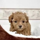 タイニープードル【山口県・女の子・2025年11月1日・アプリコット】の写真2