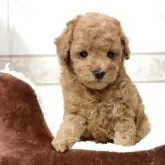 トイプードル(トイ)【山口県・女の子・2025年11月1日・アプリコット】の写真2