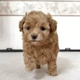 タイニープードル【山口県・女の子・2025年11月1日・アプリコット】の写真3