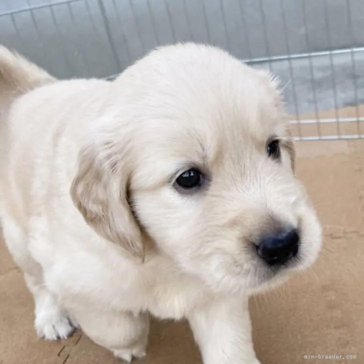 ID：2309-02414の子犬