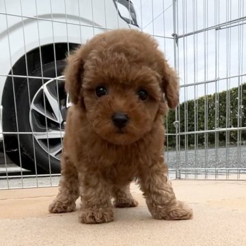 トイプードル(タイニー)【山口県・男の子・2024年8月24日・レッド】の写真「タイニー極小予想🩵10/21(月)迄ご予約受付中」