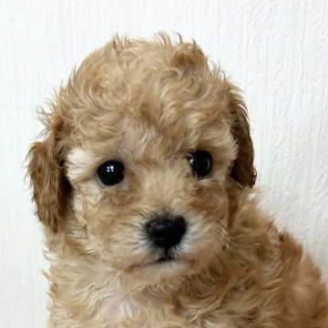 トイプードル(トイ)【山口県・女の子・2024年8月8日・アプリコット】の写真「アプリ眉あり女子❤️10/7(月)迄ご予約受付中」