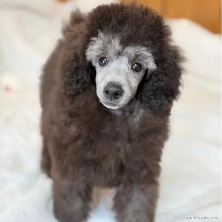 トイプードル(トイ)【大分県・男の子・2025年8月15日・グレー(シルバー)】の写真1