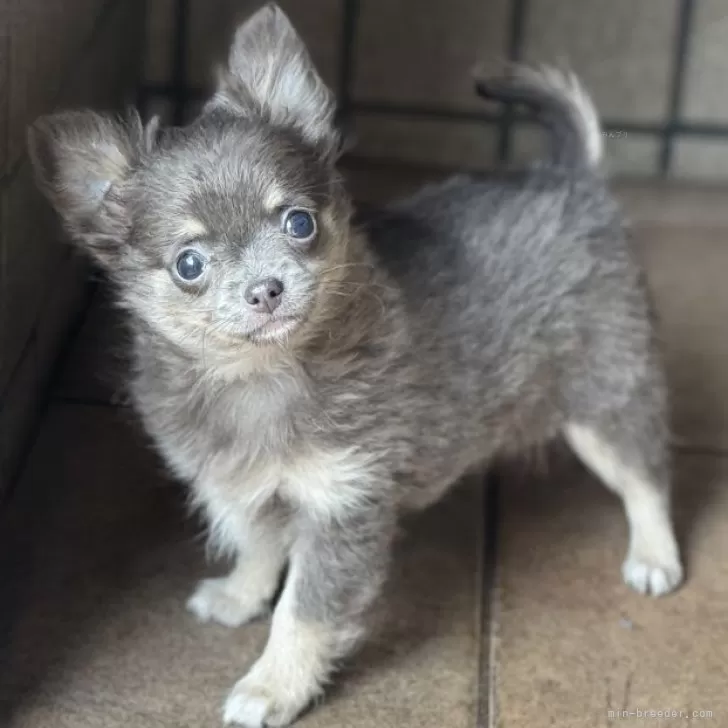 ID:2501-03749の子犬