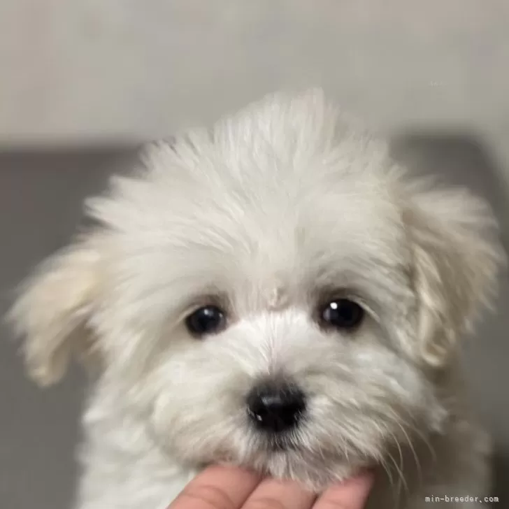 ID：2502-03469の子犬