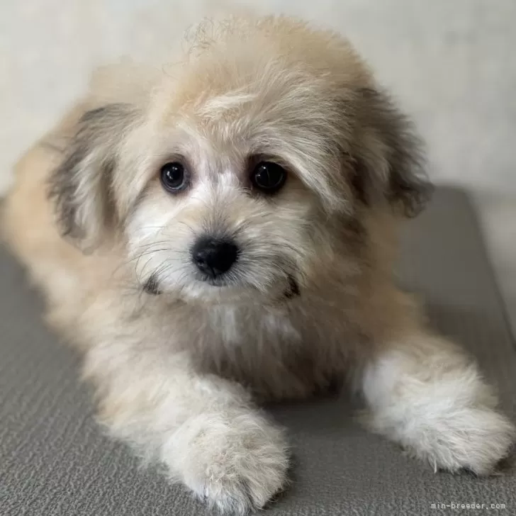 ID：2409-06957の子犬