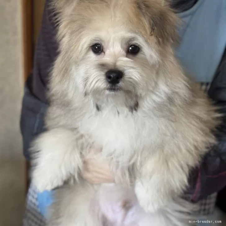 ID：2412-00851の子犬