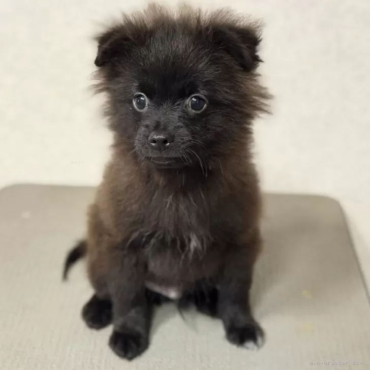 S.A 様のお迎えした子犬