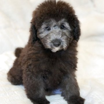 トイプードル(トイ)【大分県・男の子・2025年8月15日・グレー(シルバー)】の写真「活発な男の子」