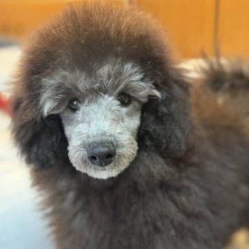 トイプードル(トイ)【大分県・男の子・2025年8月15日・グレー(シルバー)】の写真「イケメンの男の子」
