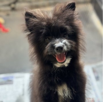 ミックス(ポメラニアン×ミックス)【大分県・男の子・2025年8月3日・ブラック&ホワイト】の写真「白いワンポイントが可愛い甘えん坊の男の子」