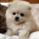 ポメラニアン