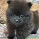 ポメラニアン